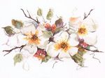 Lanarte PN-0202607