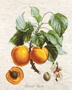 Luca-S B1165