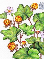 ����� ��� ��������� �� ������ ��-930