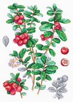 �� ������ ��-928