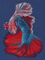 Овен 1607