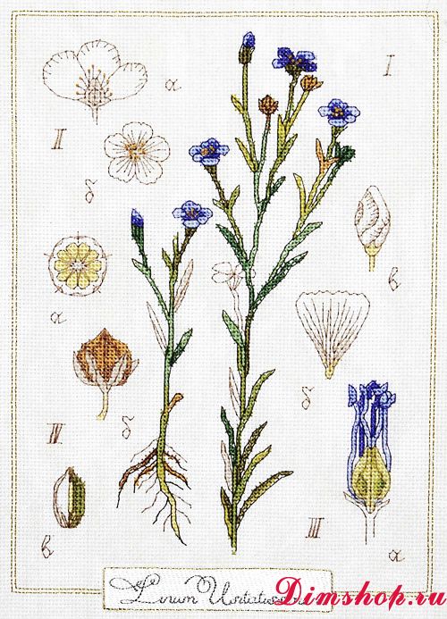 Рисунок лен обыкновенный