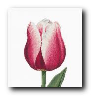 ����� ��� ��������� Thea Gouverneur 517