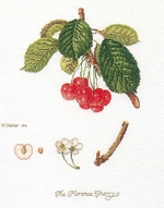 Thea Gouverneur 434
