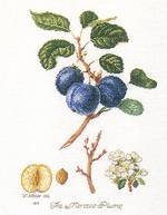 Thea Gouverneur 3040