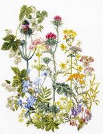 Thea Gouverneur 470A