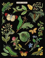 Thea Gouverneur 587.05