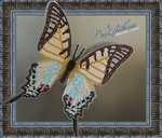  BGP-024