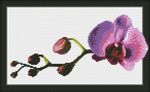 Юнона 0108